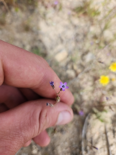 Little gilia (Gilia minor)