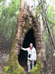 Eucalyptus diversicolor