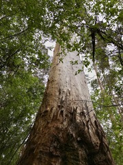 Eucalyptus diversicolor