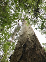Eucalyptus diversicolor