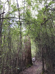 Eucalyptus diversicolor