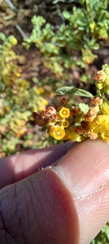 Image of Hermannia holosericea by (c) Danie Palm, some rights reserved (CC BY)