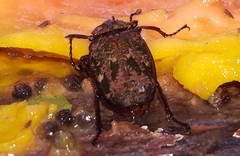 Inca bonplandi