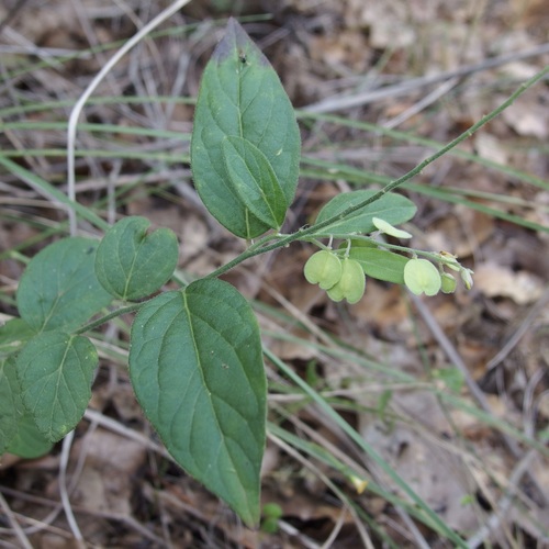 Polygala amphothrix