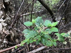 Trymalium odoratissimum