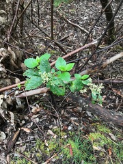 Trymalium odoratissimum