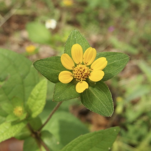 Image of Melampodium perfoliatum by (c) Sue Carnahan, some rights reserved (CC BY)