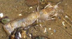 Upogebia pugettensis