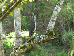 Tigrisoma fasciatum