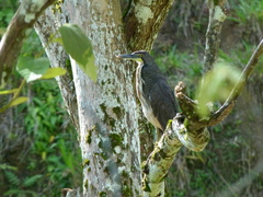 Tigrisoma fasciatum