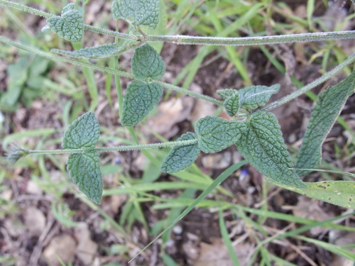 Image of Salvia alamosana by (c) Sue Carnahan, some rights reserved (CC BY)
