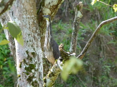 Tigrisoma fasciatum