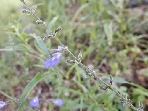 Image of Salvia alamosana by (c) Sue Carnahan, some rights reserved (CC BY)