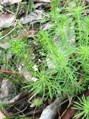 Stylidium adnatum