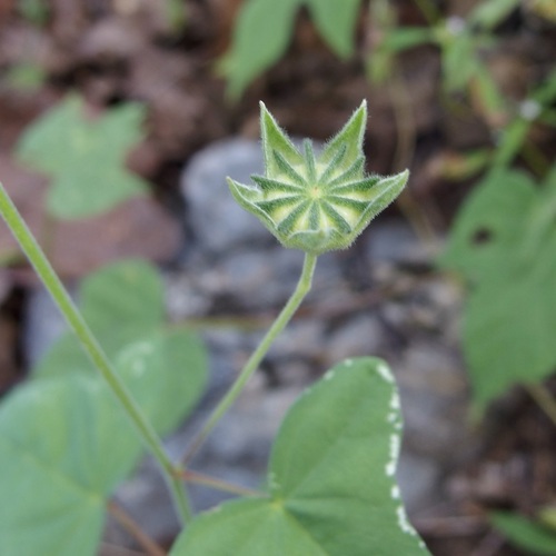 Thicket anoda (Anoda crenatiflora)