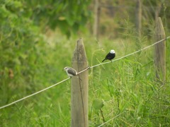 Arundinicola leucocephala