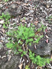 Stylidium adnatum