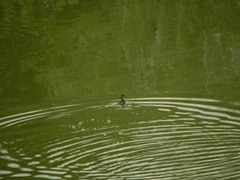 Tachybaptus dominicus