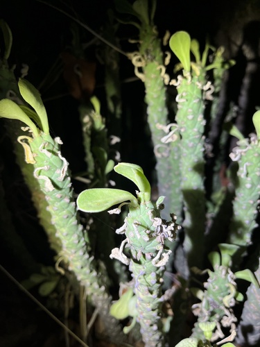Euphorbia lugardiae, photograph 5