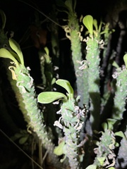 Euphorbia lugardiae, photograph (c) katuchka, some rights reserved (CC BY)