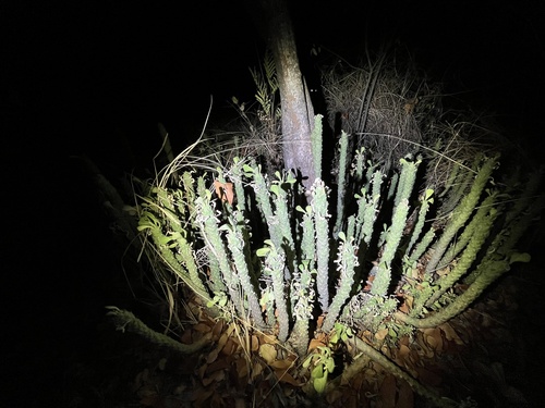 Euphorbia lugardiae, photograph 6