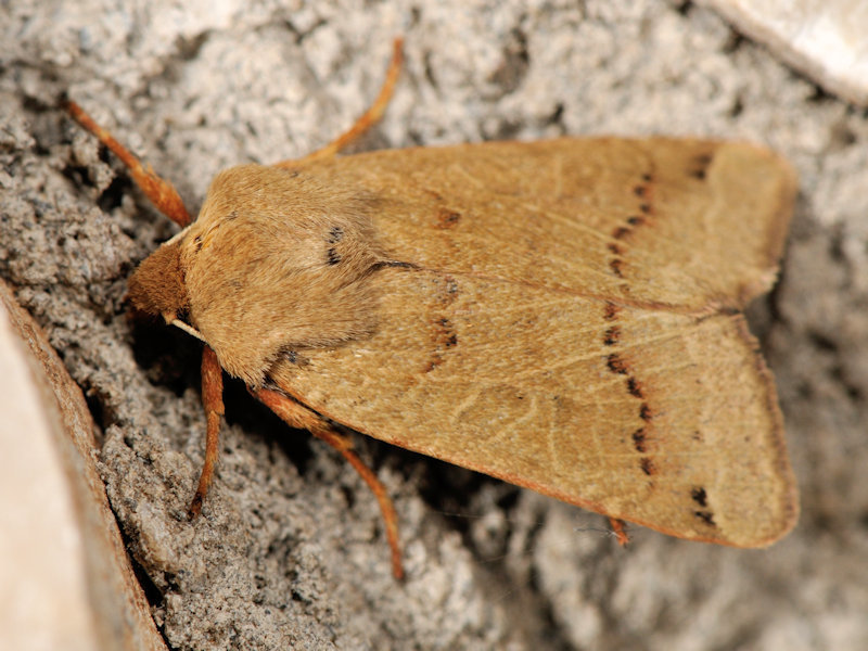 Agrochola prolai