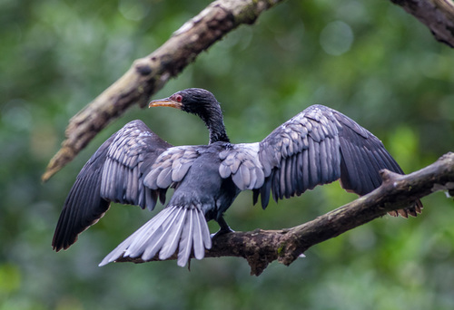 Reed Cormorant
