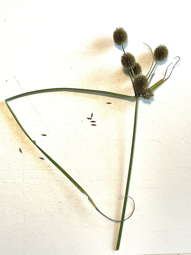 Globe Flatsedge from Cool Water Dr, Bastrop, TX, US on June 18, 2023 at