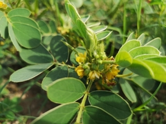 Senna uniflora