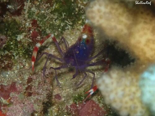 Stenopus tenuirostris, 2023-06-17