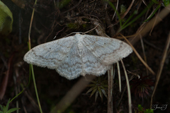 Scopula incanata