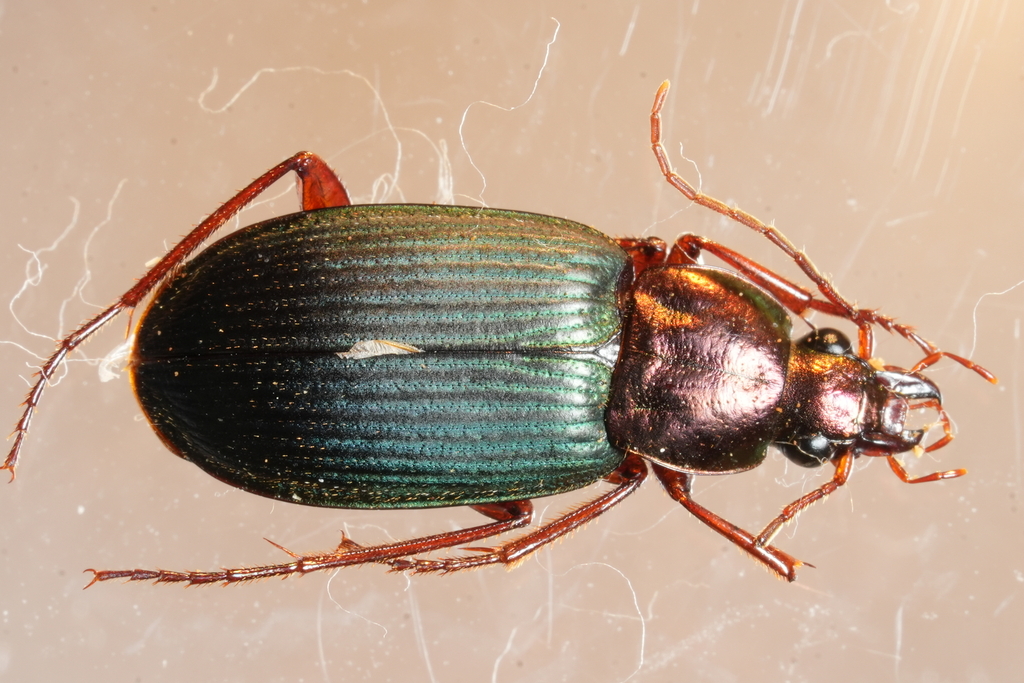 Chlaenius dimidiatus
