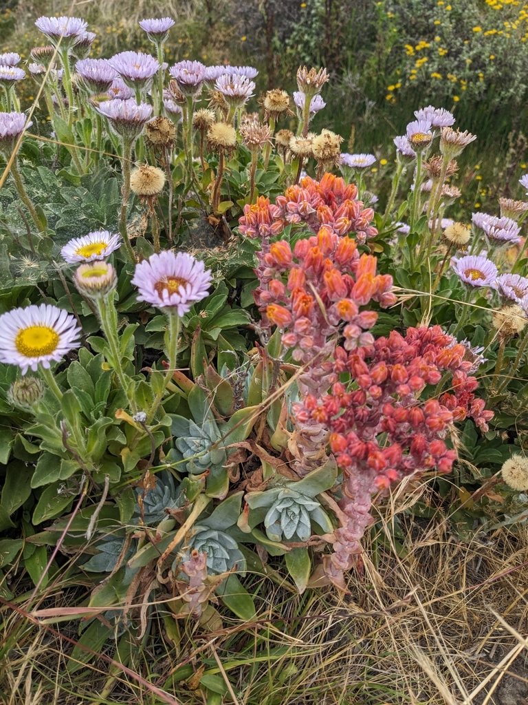 Dudleya palmeri, San Luis Obispo County, US-CA, US