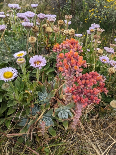 Dudleya palmeri