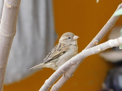 Passer domesticus