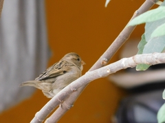 Passer domesticus
