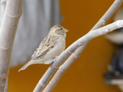 Passer domesticus