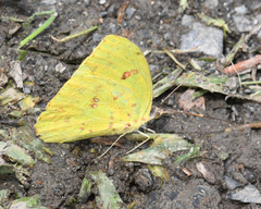 Phoebis philea