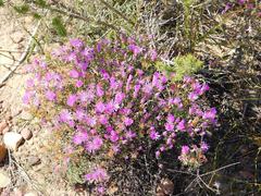 Lampranthus falcatus