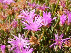 Lampranthus falcatus