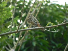 Myiodynastes maculatus