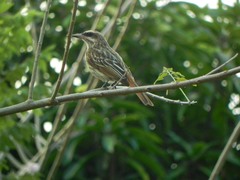 Myiodynastes maculatus