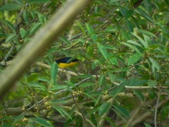 Euphonia laniirostris