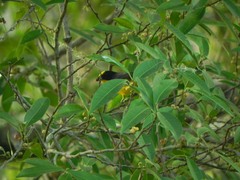 Euphonia laniirostris