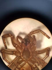 Porrhothele