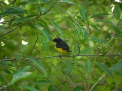 Euphonia laniirostris