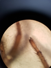 Porrhothele