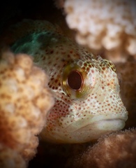 Sebastapistes coniorta