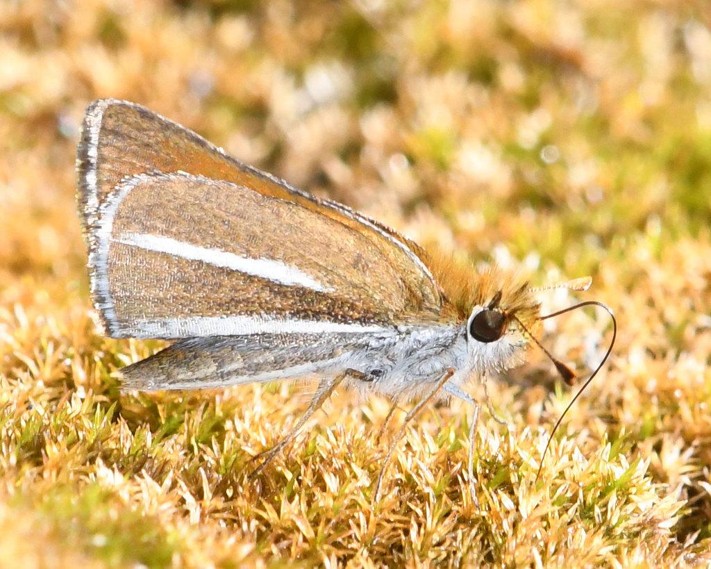 Oarisma boeta