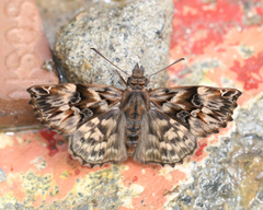 Noctuana brunneofusca